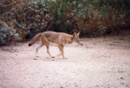 PICTURES/Coyote/t_Coyote1.jpg